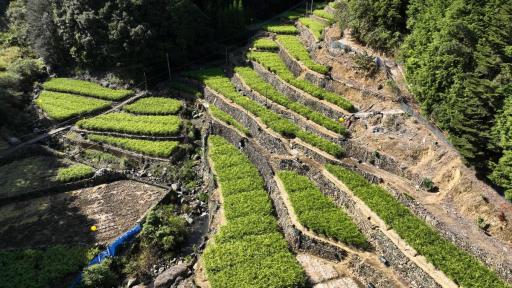 画像：美生地区の生姜棚田