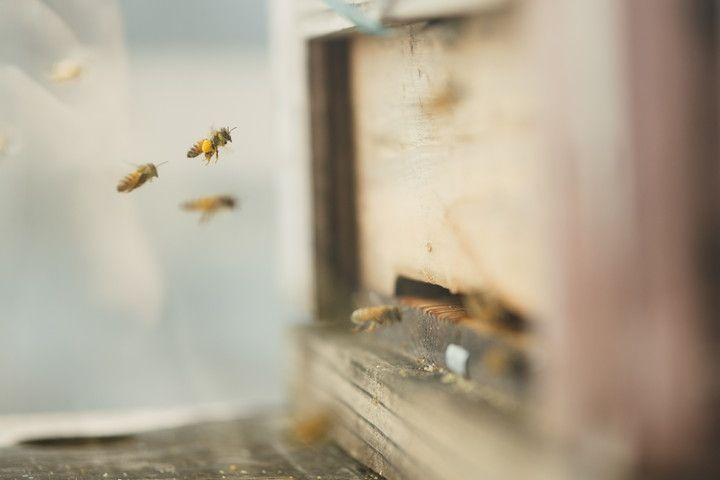 写真:蜂の巣箱