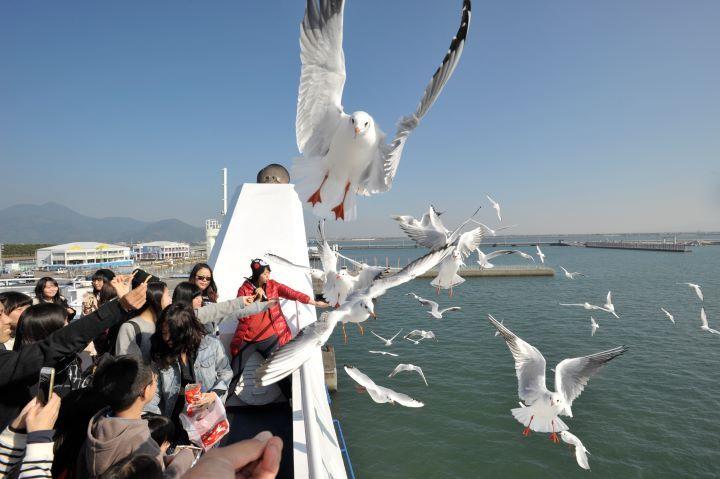 たくさんのカモメの写真　写真提供／熊本フェリー