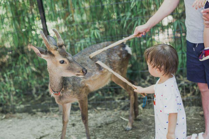 「かきかき棒」でシカと触れ合う幼児の写真