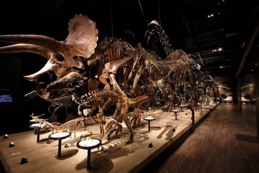 恐竜ミュージアムの写真