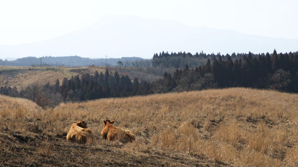 写真：草原の中にいる牛