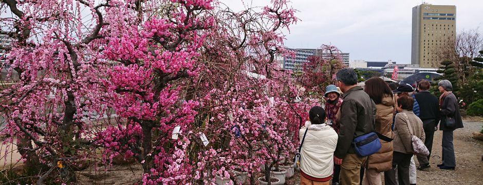 くまもと春の植木市 イベント 公式 熊本県観光サイト もっと もーっと くまもっと