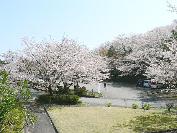千厳山公園の桜画像