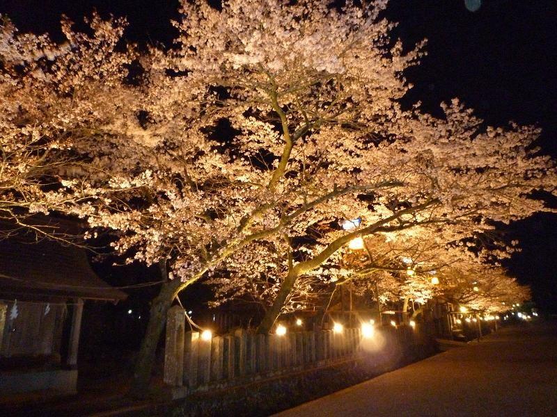 阿蘇神社桜のライトアップ イベント 公式 熊本県観光サイト もっと もーっと くまもっと