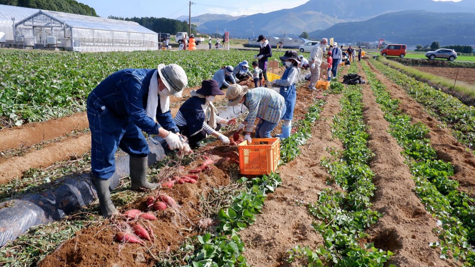 シルクスイート畑オーナー 植え付け体験 イベント 公式 熊本県観光サイト もっと もーっと くまもっと