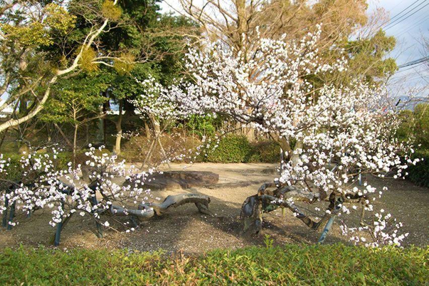 画像：八代城北の丸跡(松井神社)の臥龍梅