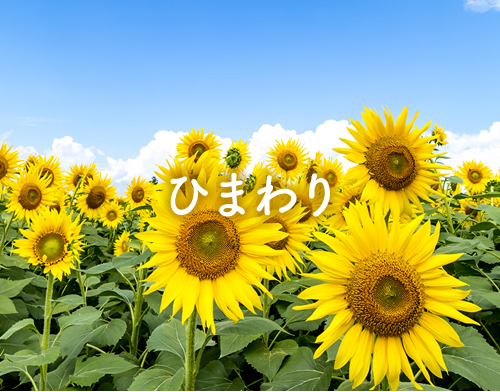 ひまわりの開花情報へ