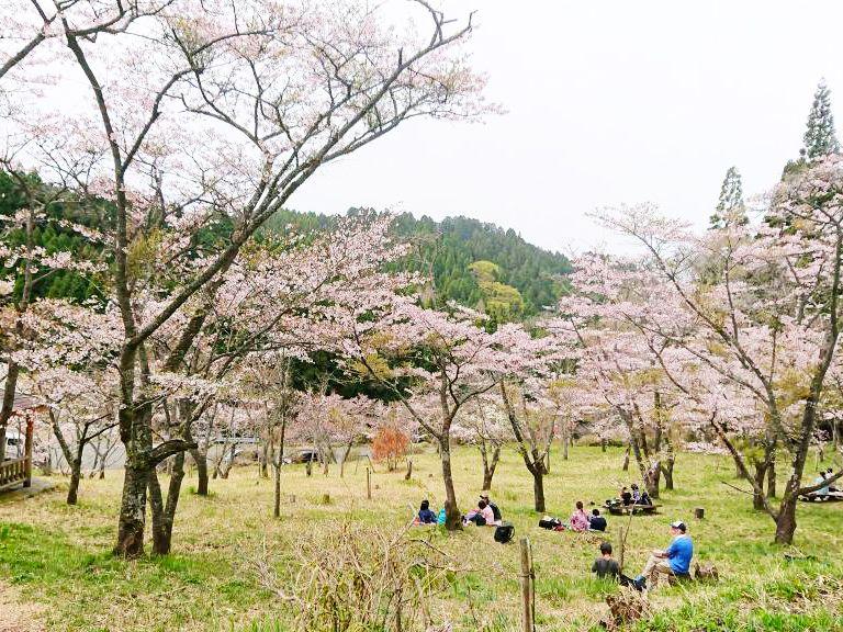 高森峠千本桜の画像