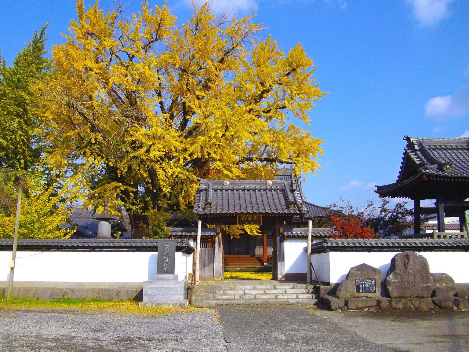 阿蘇の三大イチョウ 観光地 公式 熊本県観光サイト もっと もーっと くまもっと