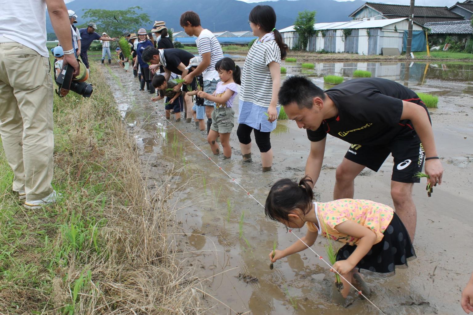 マイ球磨焼酎つくり体験オーナー 田植え体験 観光地 公式 熊本県観光サイト もっと もーっと くまもっと