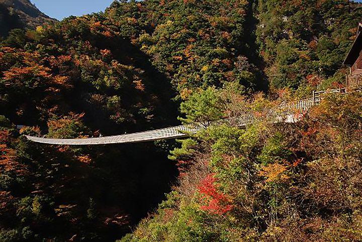 紅葉に包まれる吊り橋の写真