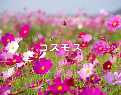 コスモスの開花情報へ