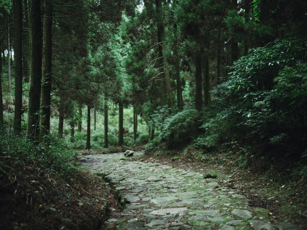 写真：木々に囲まれた石畳