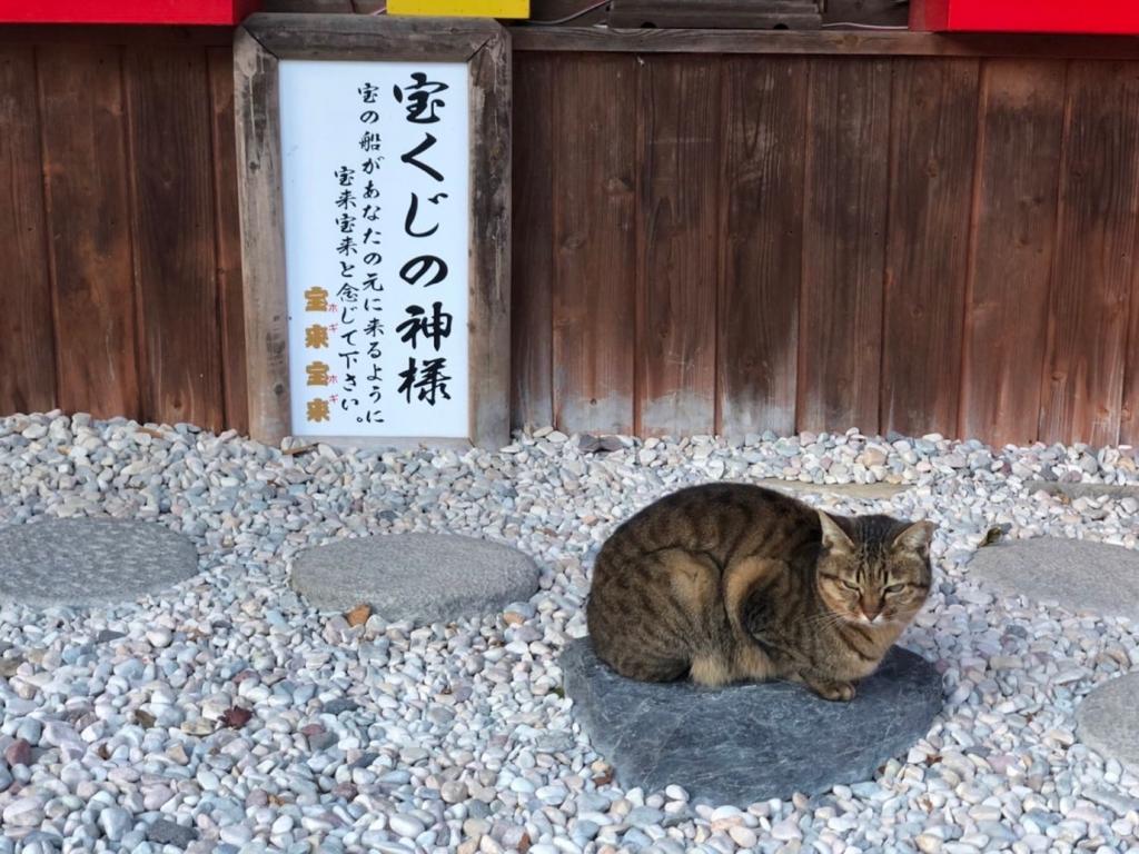 写真：宝来宝来神社で出会った猫