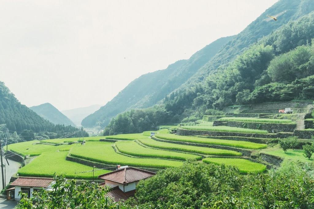 写真：棚田の景色