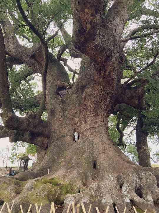 写真：寂心さんの樟の巨樹