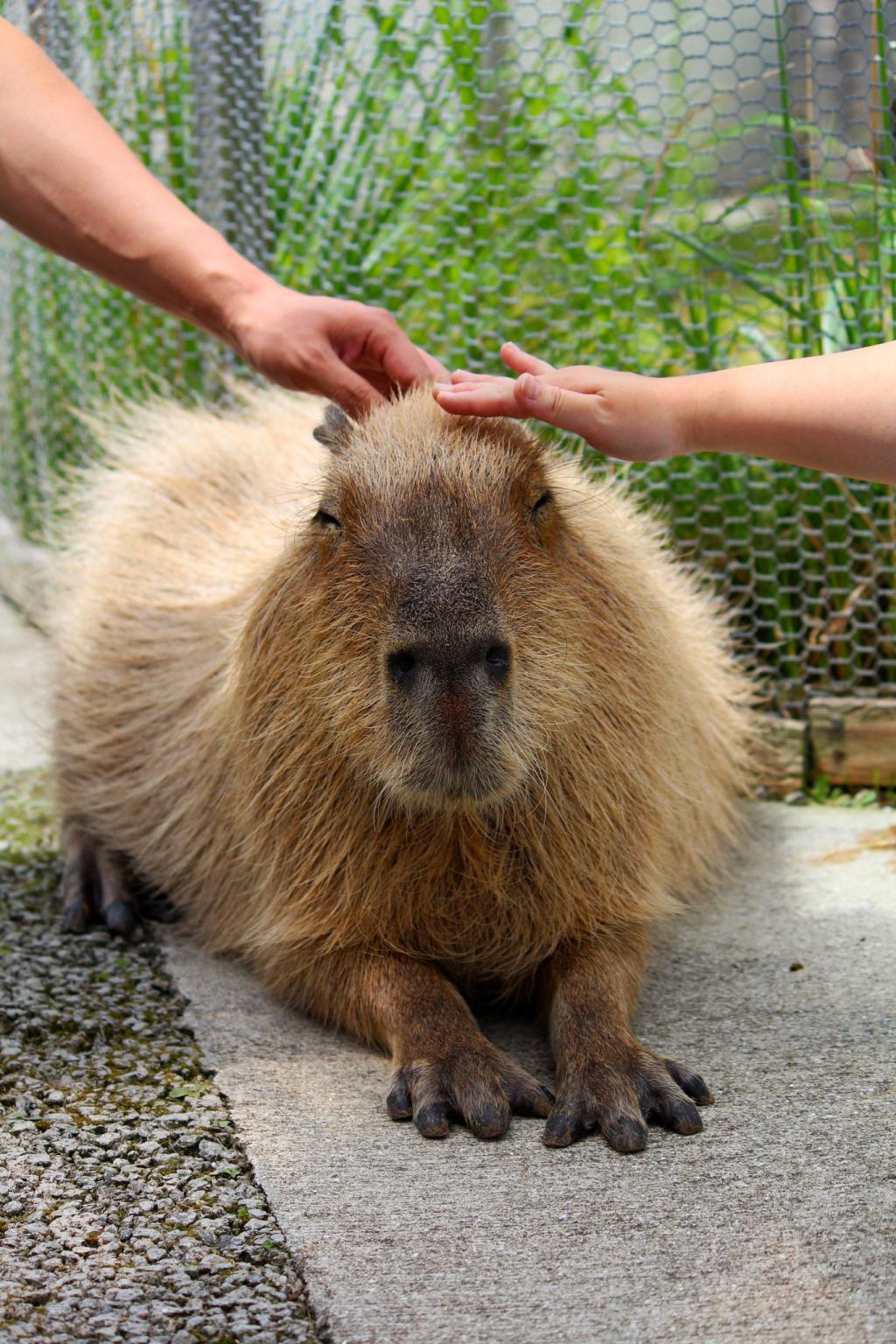 阿蘇ファームランド ふれあい動物王国3 南阿蘇村 フォトギャラリー 公式 熊本県観光サイト もっと もーっと くまもっと