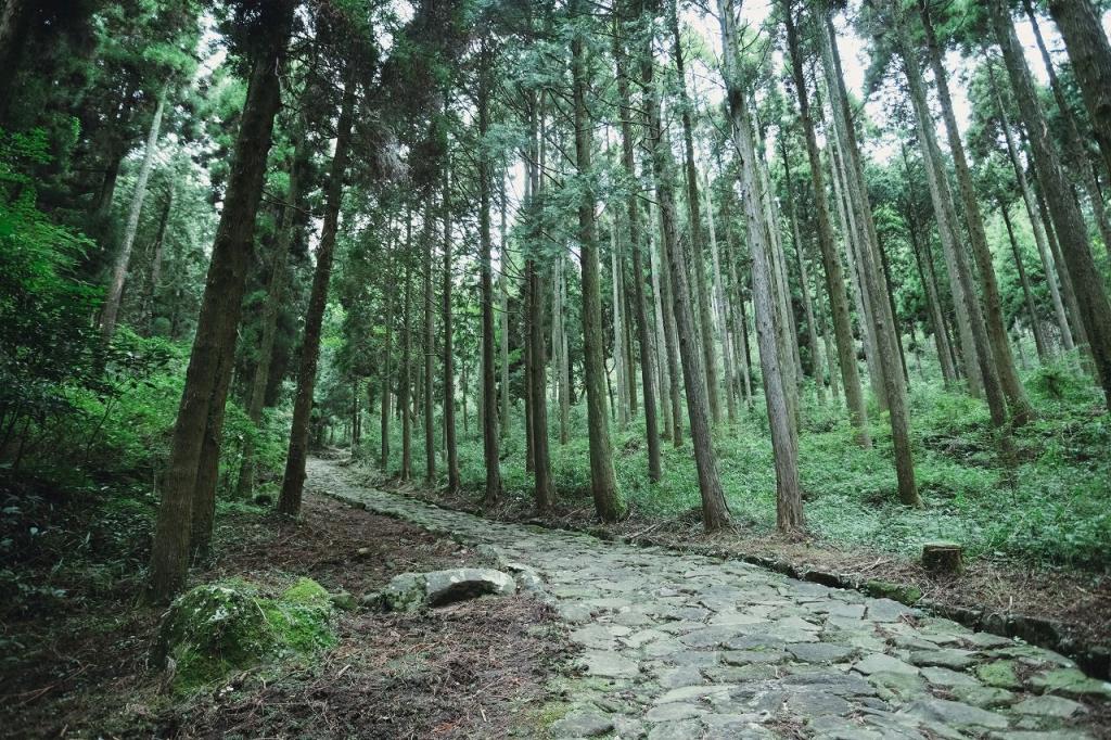 写真：杉林の中上っていく石畳