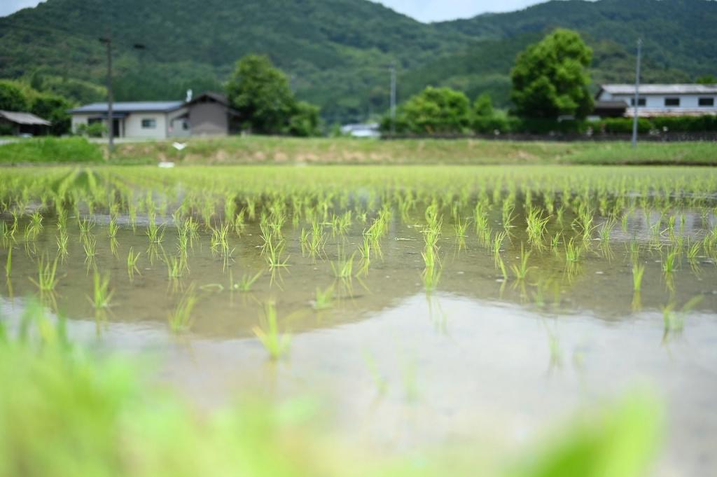 写真：田植えが終わったばかりの田んぼ