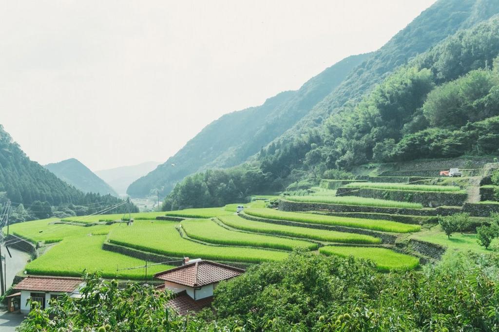 写真：棚田の景色