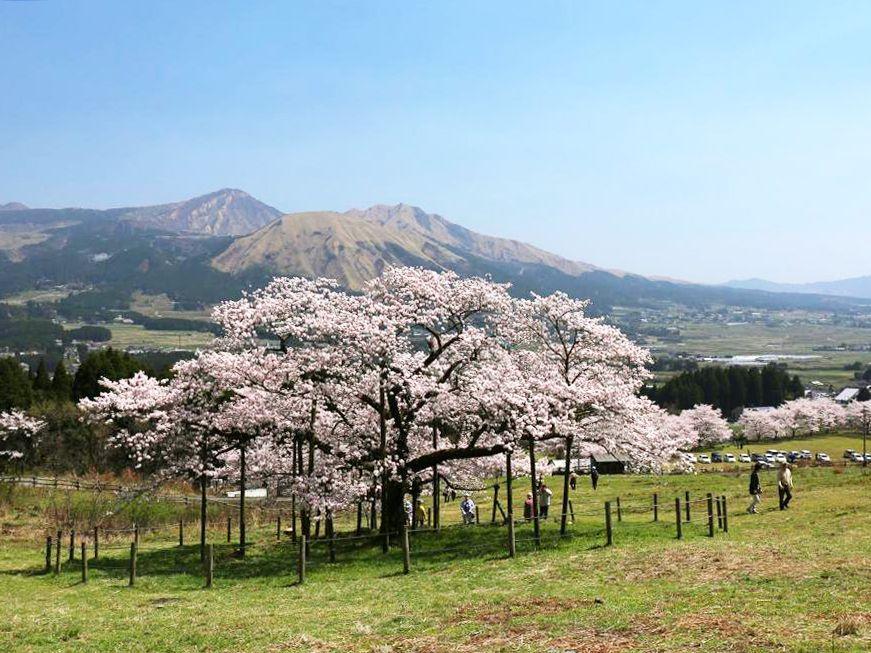 観音桜