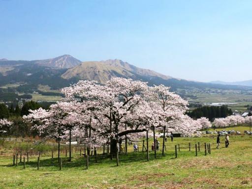 観音桜