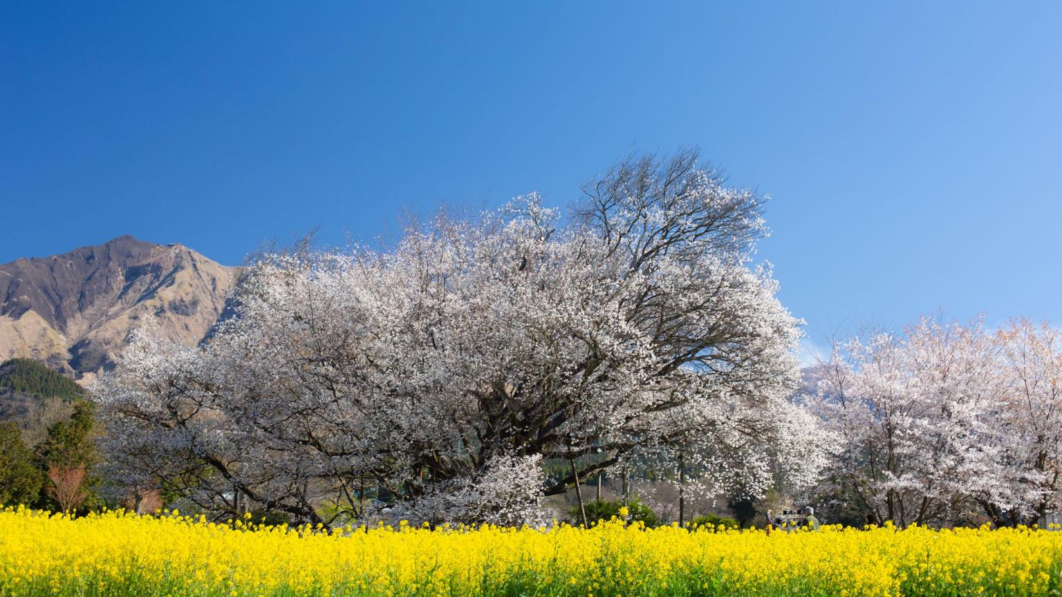 一心行の大桜の画像