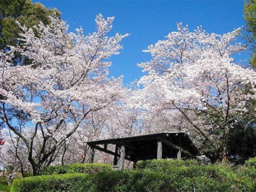 蛇ヶ谷公園の桜画像