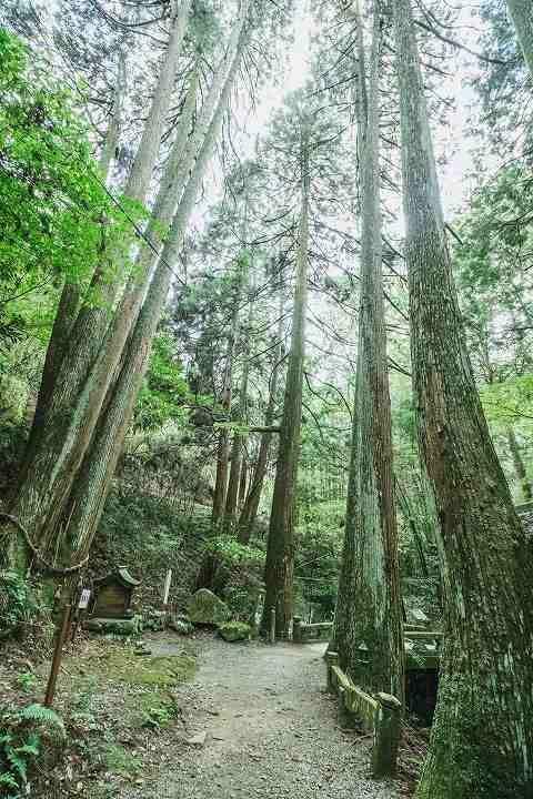 画像：杉の巨木「夫婦杉」「家族杉」