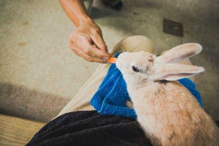 人の膝の上でニンジンを食べているウサギの写真