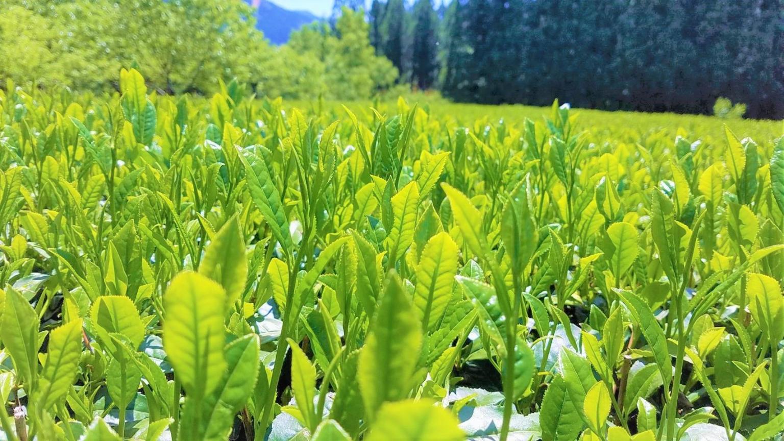 たかしま園　茶畑