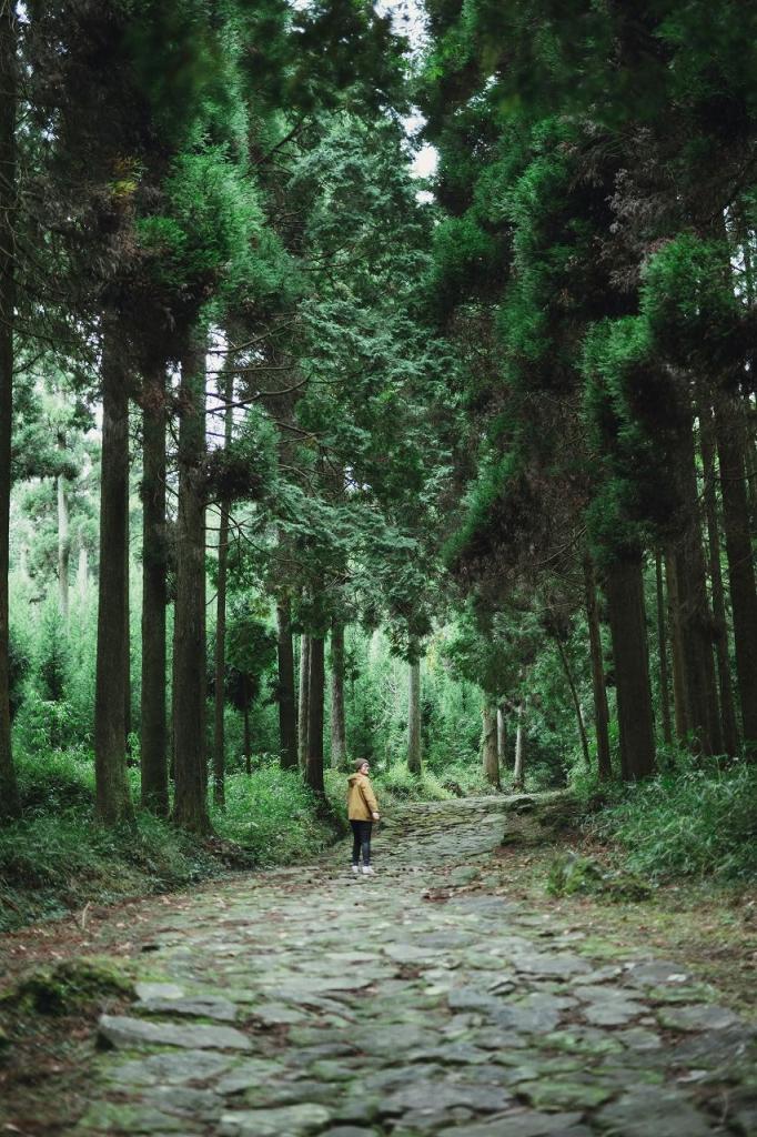 写真：杉林と石畳