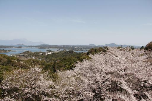 千厳山公園の桜画像