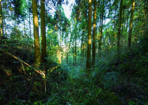 画像：永留相良氏城郭群