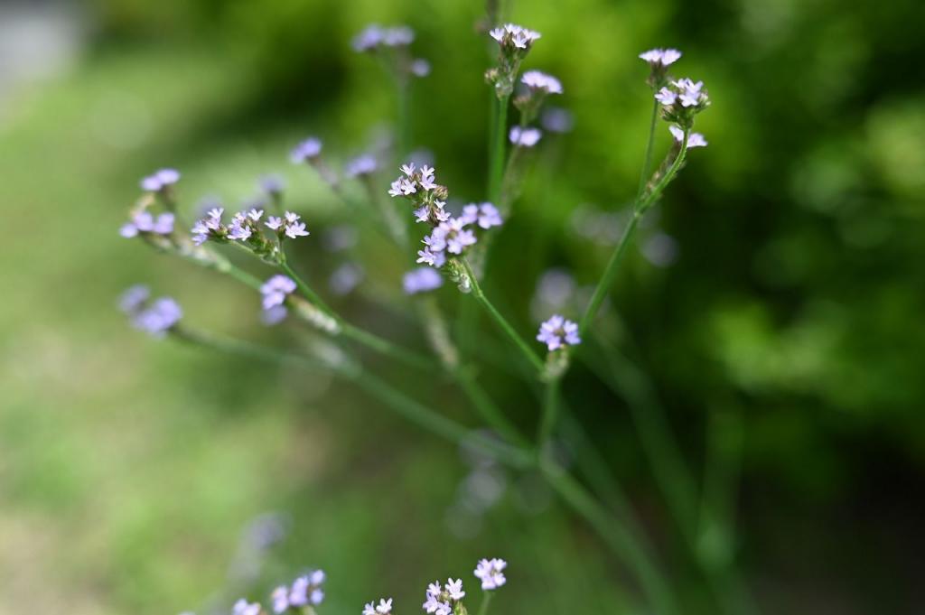 写真：道端に咲いている草花