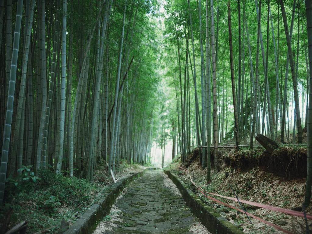 写真：青々とした竹林の中にある山道