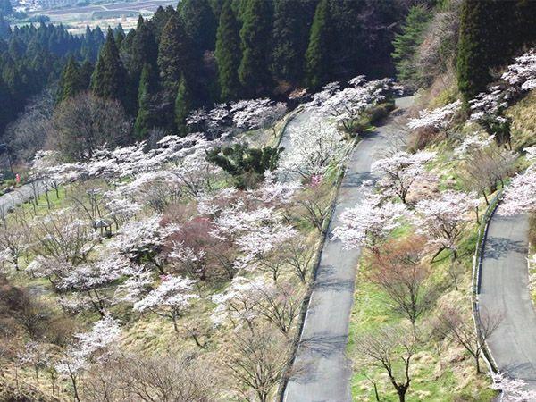 高森峠千本桜の画像