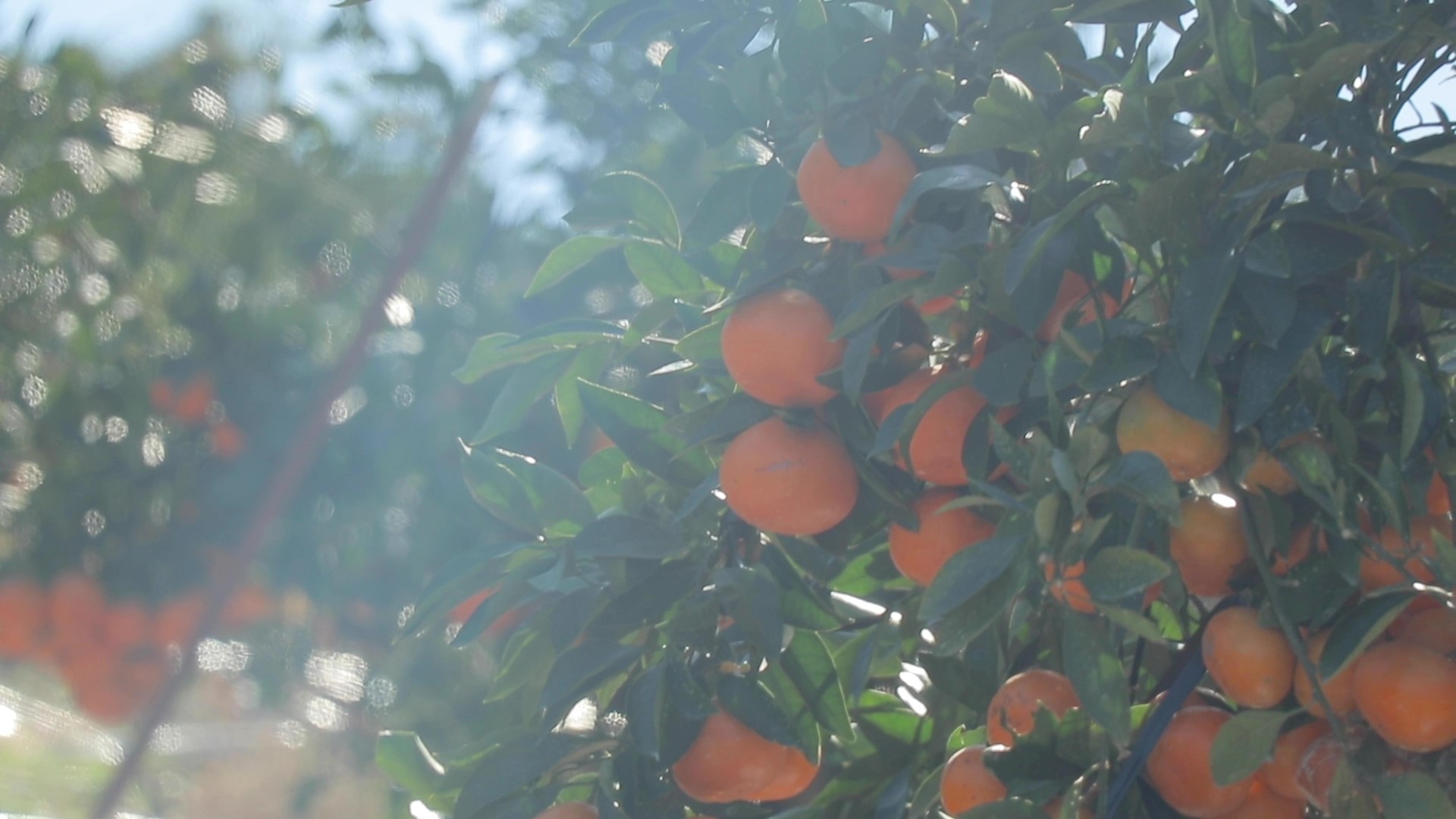 Blessings of the Lands