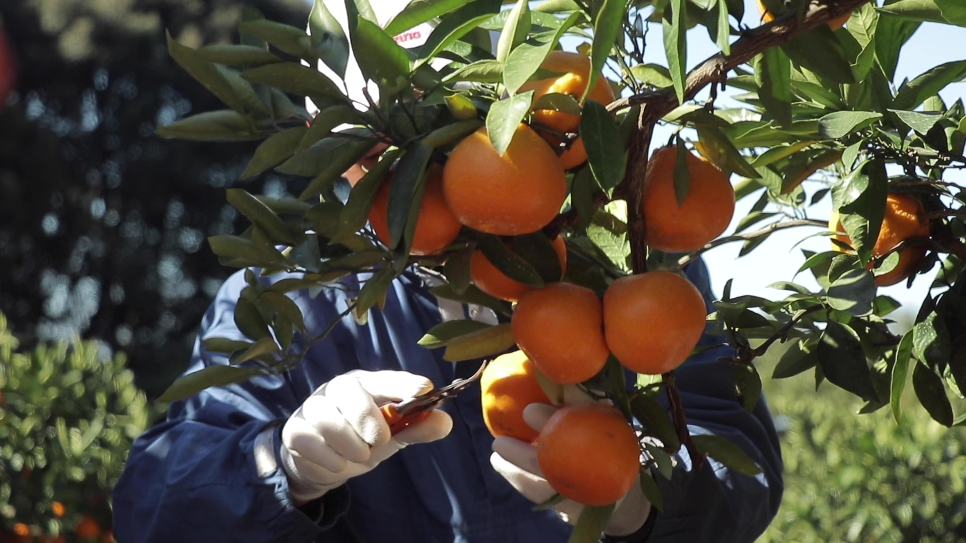 Mount Kinpo mandarin orange fields