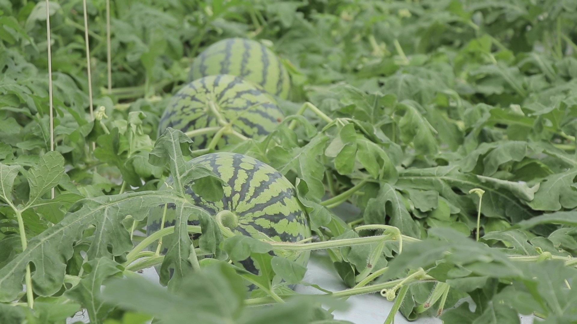 Kumamoto fruit production