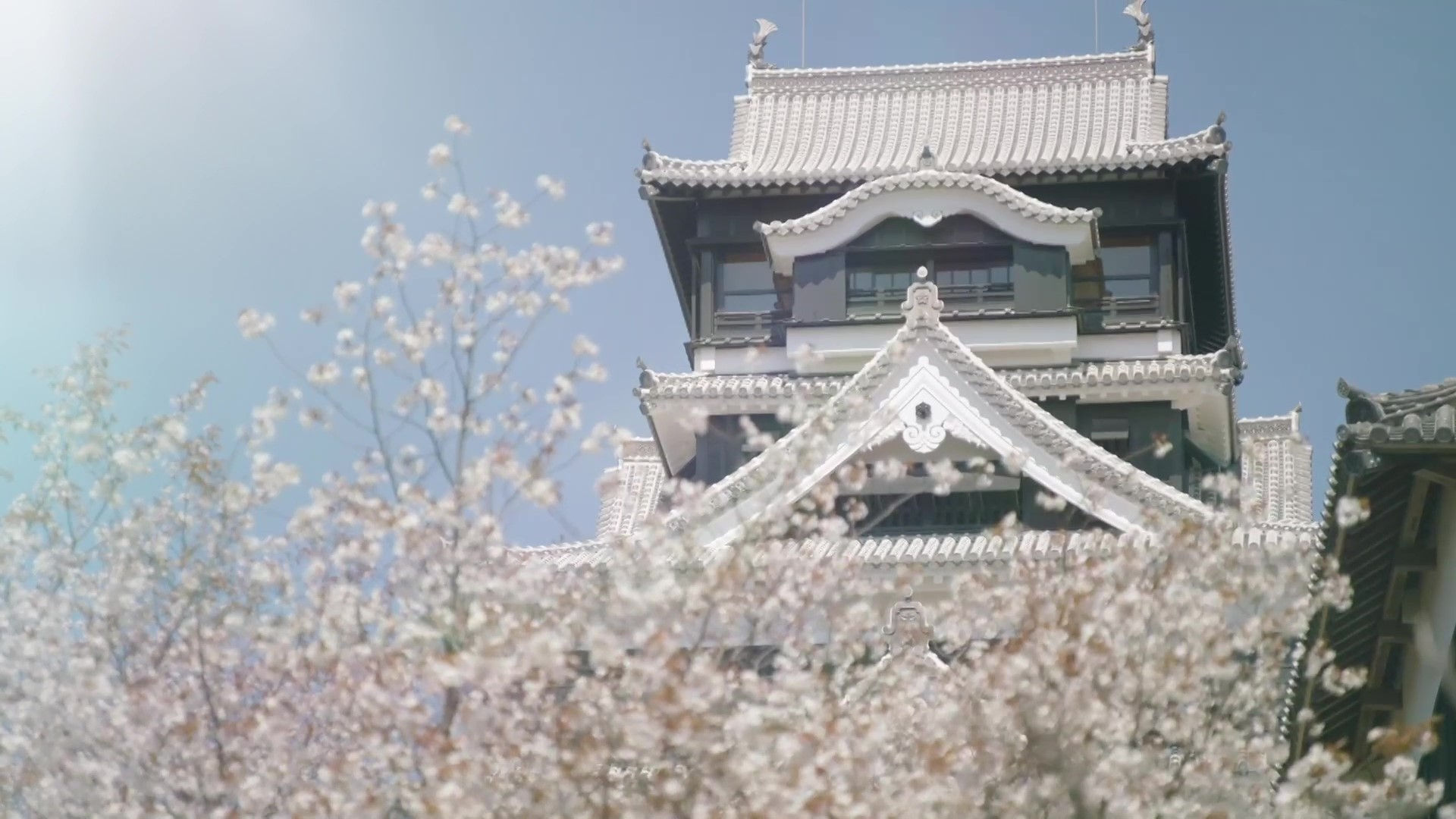 Cherry Blossoms at Kumamoto Castle