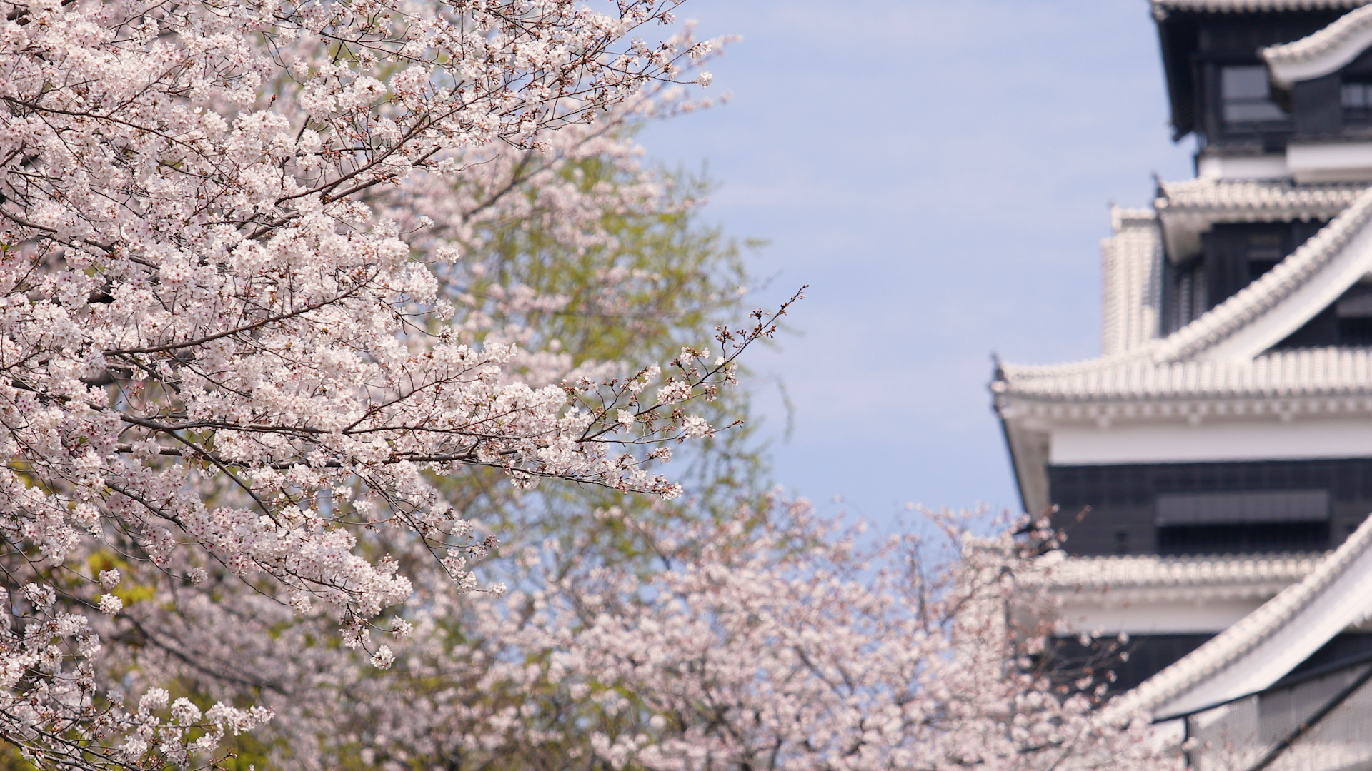 Kumamoto Castle restoration