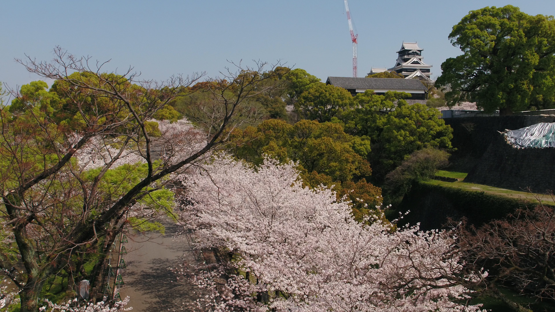 Cherry blossoms at Kumamoto Castle
