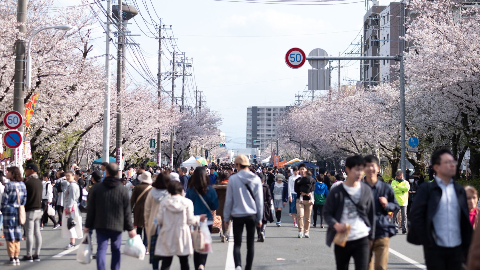 Cherry blossoms on Jieitai-dori