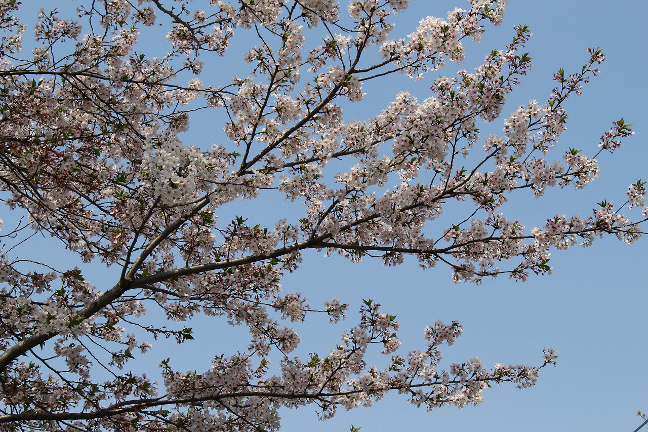Cherry blossoms lining Jieitai-dori Avenue, Kengun