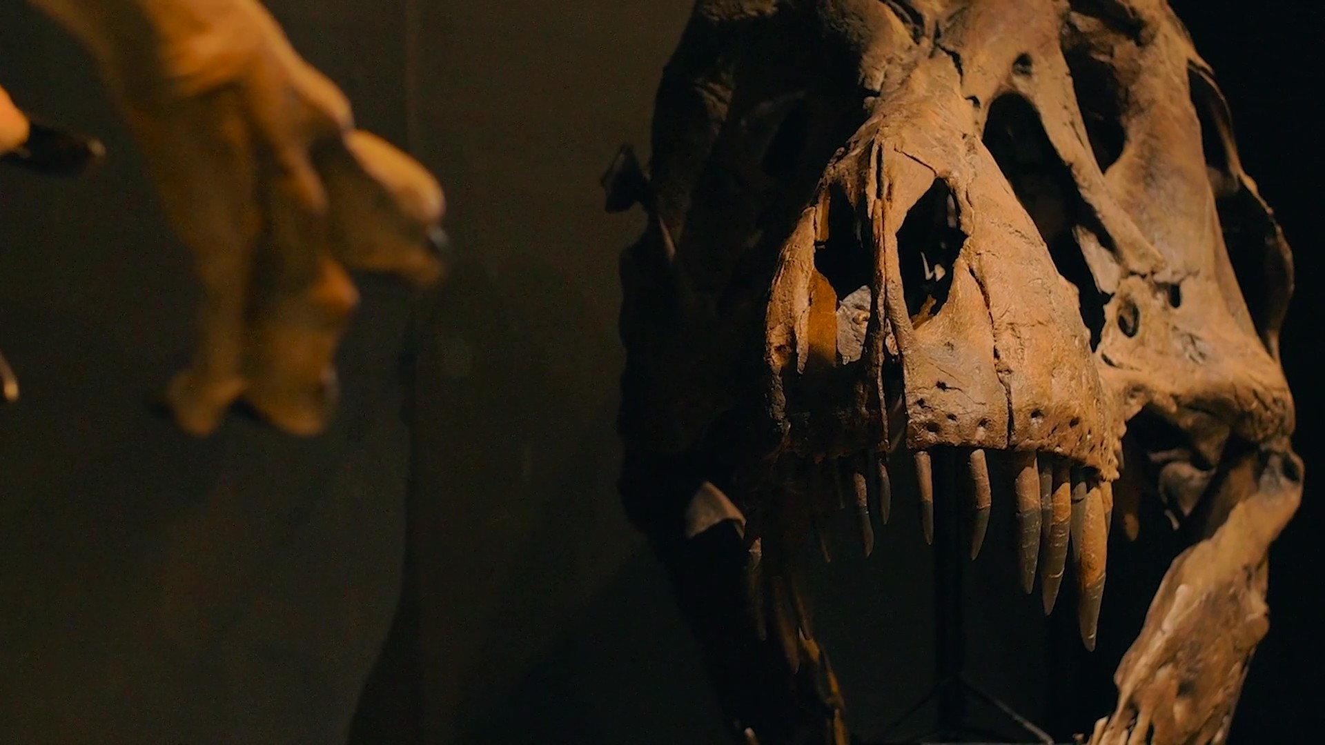 Goshoura Dinosaur Island fossil hunting, Amakusa