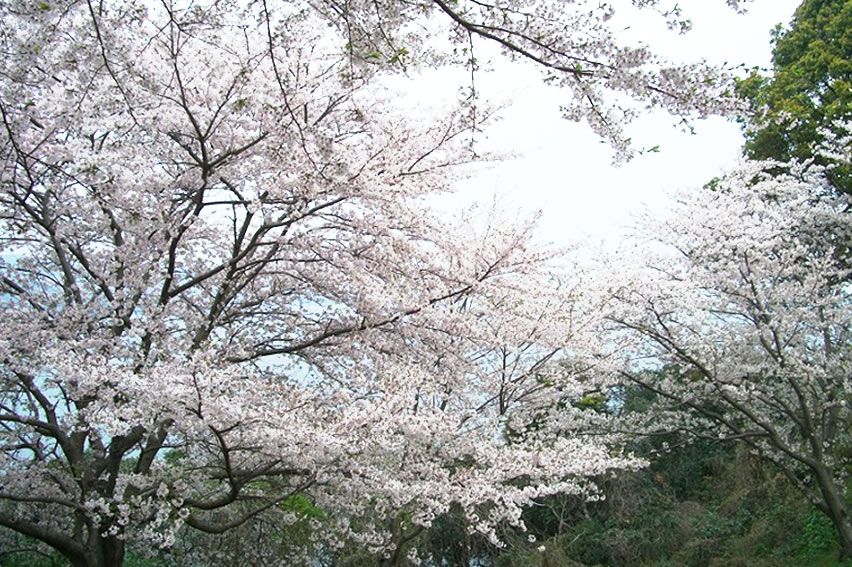 photo :L'allée de cerisiers de Yukoyuko