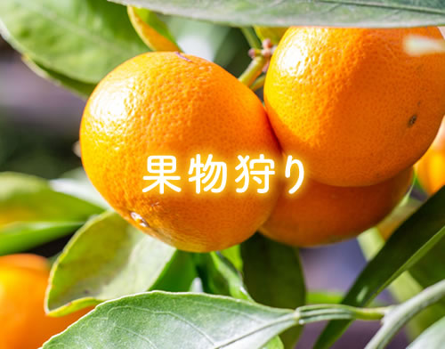 果物狩りの情報へ