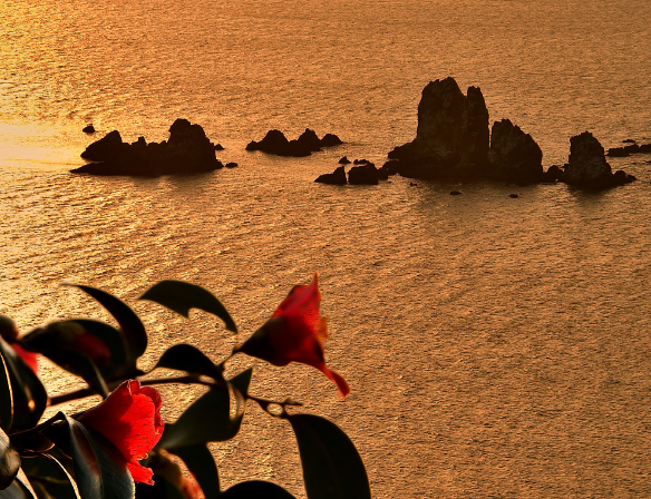 夕陽に照らされた海と椿イメージ